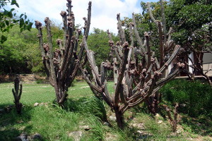 Guanica Dry Forest