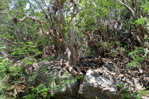 Guanica Dry Forest