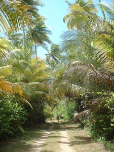 Walking trail in the Humacao Nature Reserve