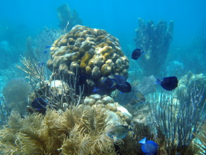Coral and Fish at Luis Pena Nature Reserve
