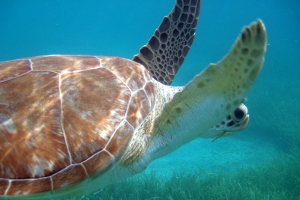 Kayaking Puerto Rico Culebra Aquafari