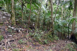 La Coca Trail