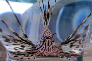 Lionfish in Puerto Rico