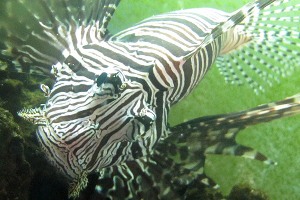 Lionfish in Puerto Rico