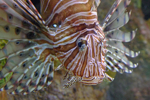 Lionfish
