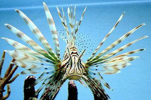 Lionfish
