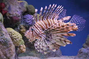 Lionfish