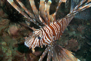 Lionfish