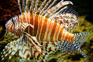 Lionfish