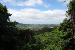 La Marquesa Forest park