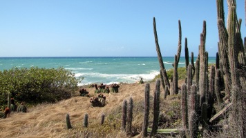 Meseta Trail in Guanica Dry Forest
