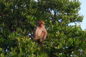Monkey Island, Cayo Santiago, Puerto Rico