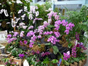 Orchid Display at the San Juan Orchid Show
