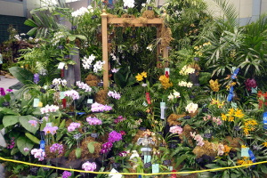 Puerto Rico Orchid Shows 2010
