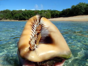 Bullmouth Helmet Conch at Playa Escondida in Fajardo