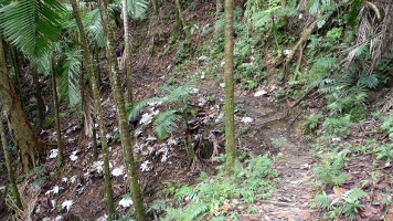 Rio Sabana Trail