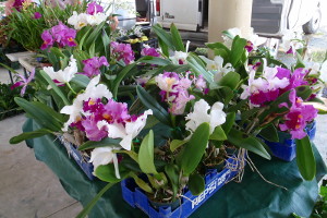 San Sebastian Market