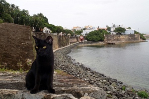 Save A Gato in Old San Juan