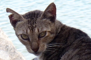Save A Gato in Old San Juan