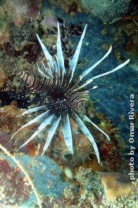 Lionfish Lionfish