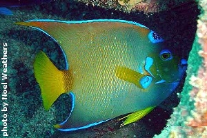 Queen angel fish