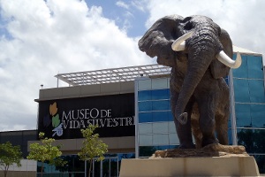 Museo de Vida Silvestre Museo de Vida Silvestre