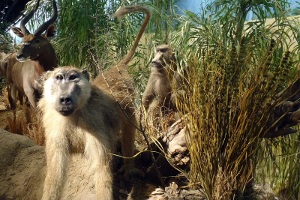 Museo de Vida Silvestre