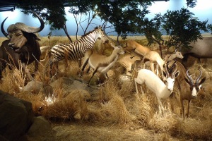 Museo de Vida Silvestre
