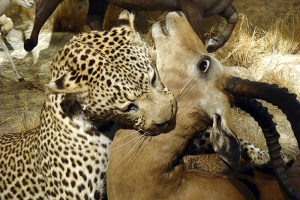 Museo de Vida Silvestre Museo de Vida Silvestre