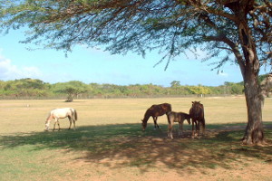 Horses at Sun Bay on Vieques