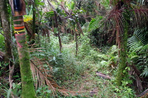Tony Croatto trail head
