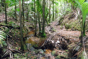 Rio Sabanao trail