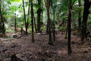 Potential camping spot on Rio Sabana trail