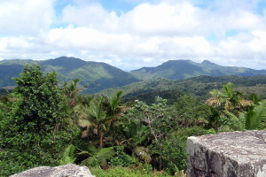 Toro Negro Forest