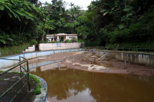 Toro Negro Forest