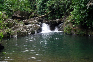 Toro Negro Forest