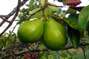 Avocado at Coqui's Hideaway