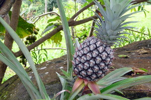 Pineapple at Coqui's Hideaway