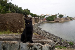 Feral Cats in Old San Juan Feral Cats in Old San Juan