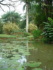 UPR Botanical Garden