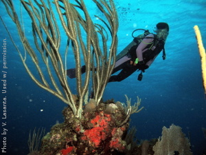Wall Diving at La Parguera