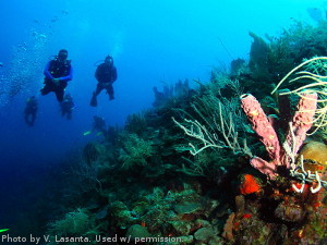 Wall Diving at La Parguera