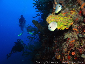 La Parguera Wall Dive