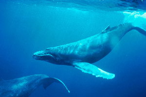 Whale Watching in Puerto Rico