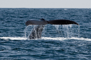 Whale Watching in Puerto Rico