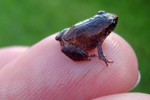 Puerto Rico Baby Coqui on Fingertip Puerto Rico Baby Coqui on Fingertip