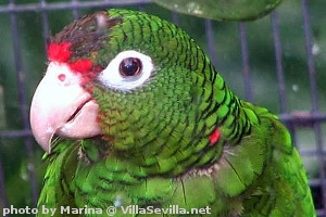 Puerto Rican Parrot Puerto Rican Parrot