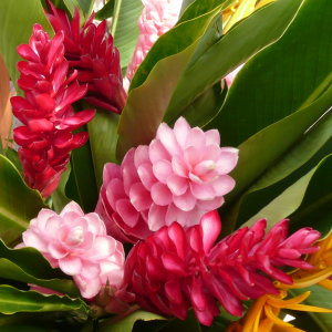 Fresh Gingers and Heliconias