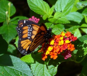 Butterfly at the Mayaguez Zoo
