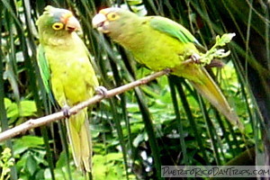 Wild Parakeets